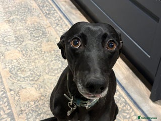 Mixed Breed dogs Lurcher x Collie 2 boys - Advert 2