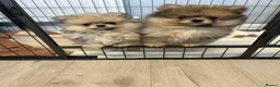 Pomeranian dogs for sale: Pomeranians puppy’s  - Advert 3