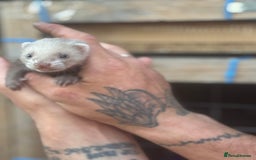 Ferret rodents for sale: Baby ferrets - Image 10
