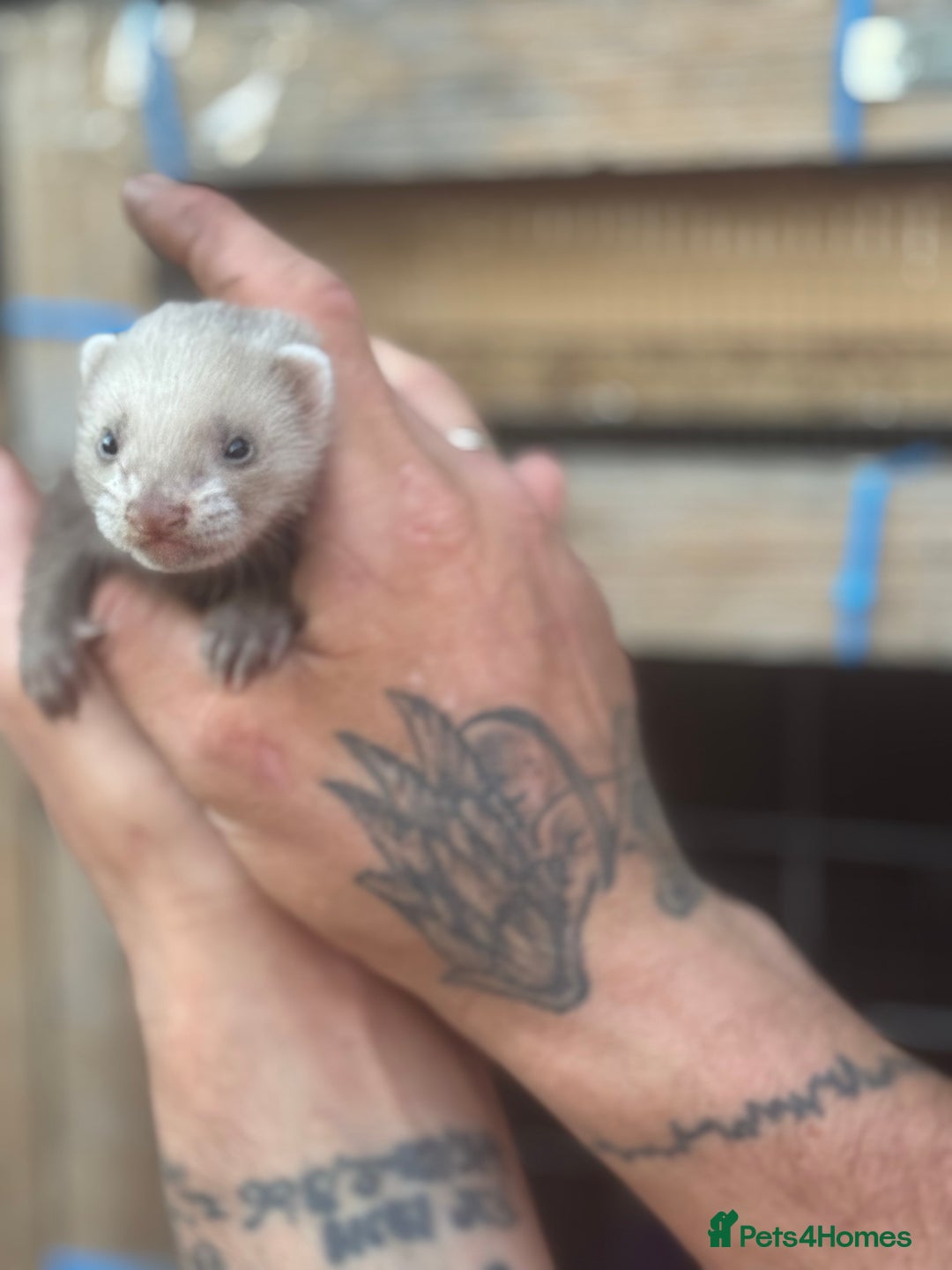 Ferret rodents for sale: Baby ferrets - Image 10