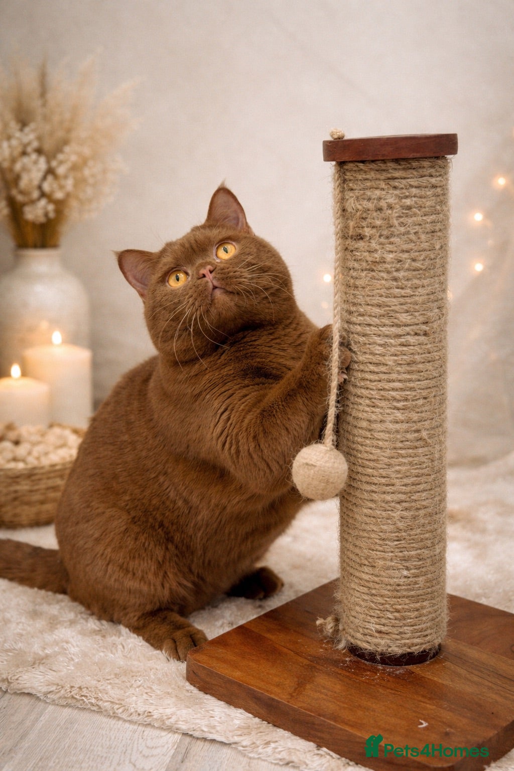 British Shorthair cats GCCF & TICA Cinnamon stud  - Advert 1
