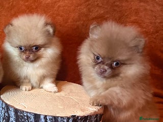 Pomeranian dogs - Advert 7