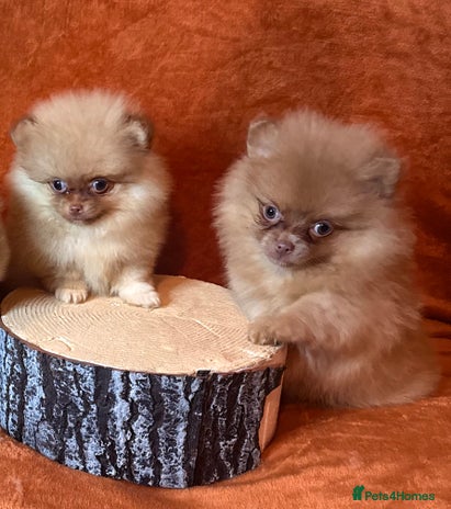 Pomeranian dogs - Advert 11