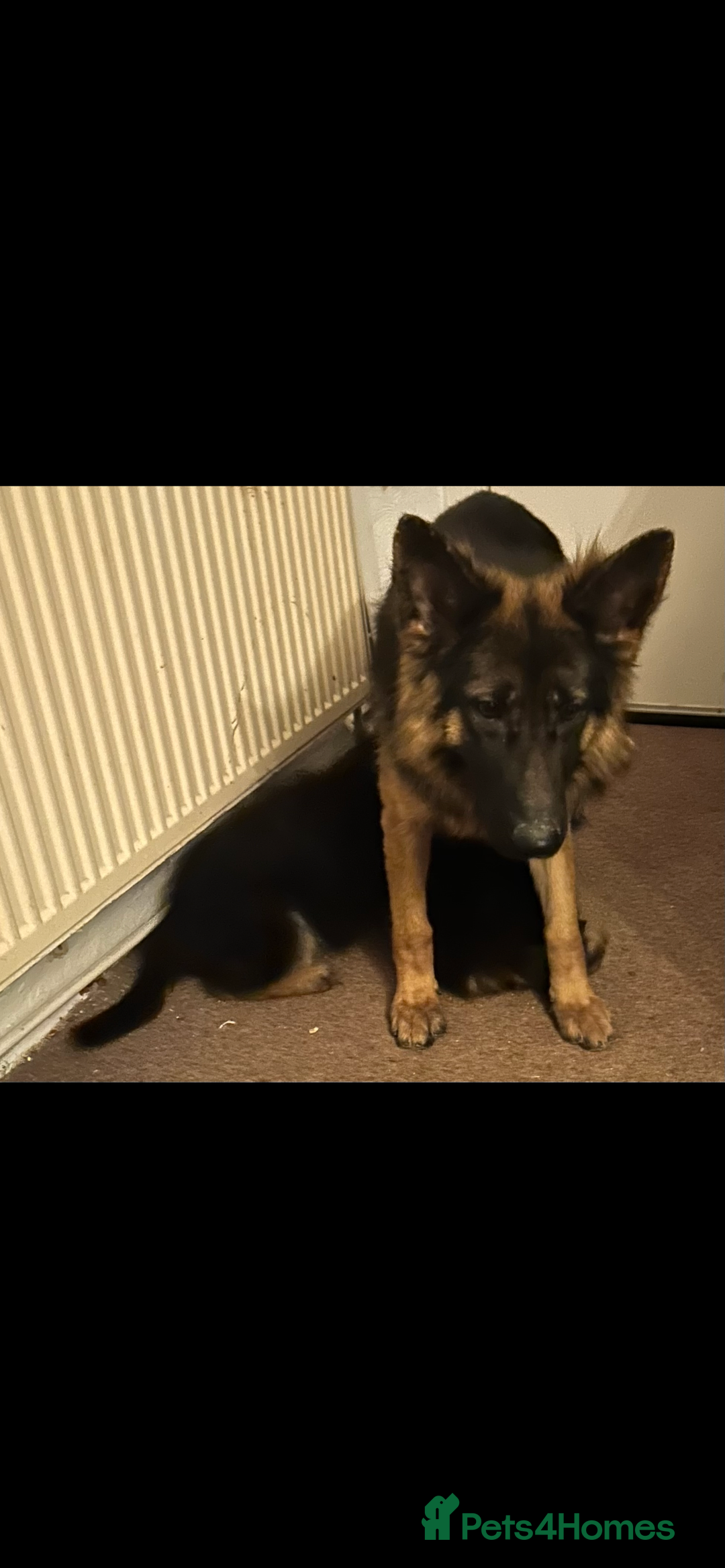 German Shepherd dogs for sale: German shepherd puppies  - Advert 1
