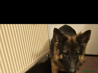 German Shepherd dogs German shepherd puppies - Advert 1