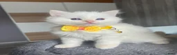 Ragdoll cats for sale: Pedigree Ragdoll kittens  - Advert 6