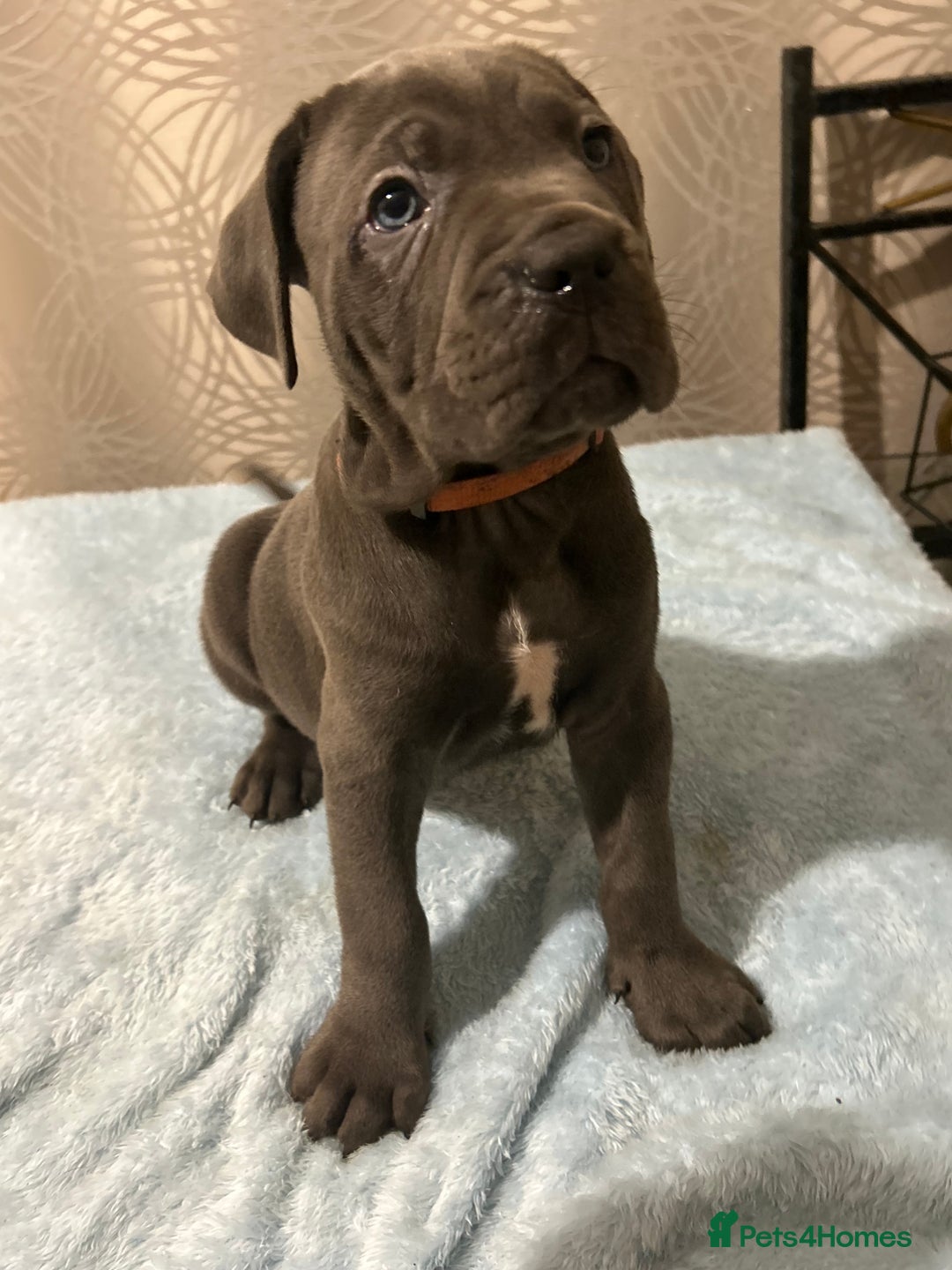 Cane Corso dogs for sale: 🐾 Stunning Cane Corso Puppies Available! 🐾 - Advert 4