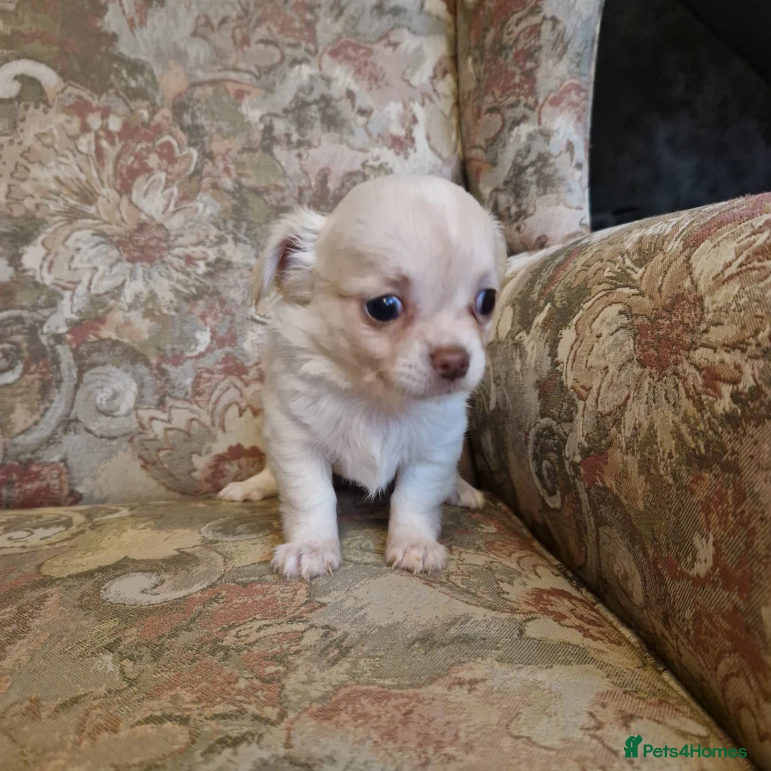 Chihuahua dogs for sale: Long coat Chihuahua puppies  - Advert 2