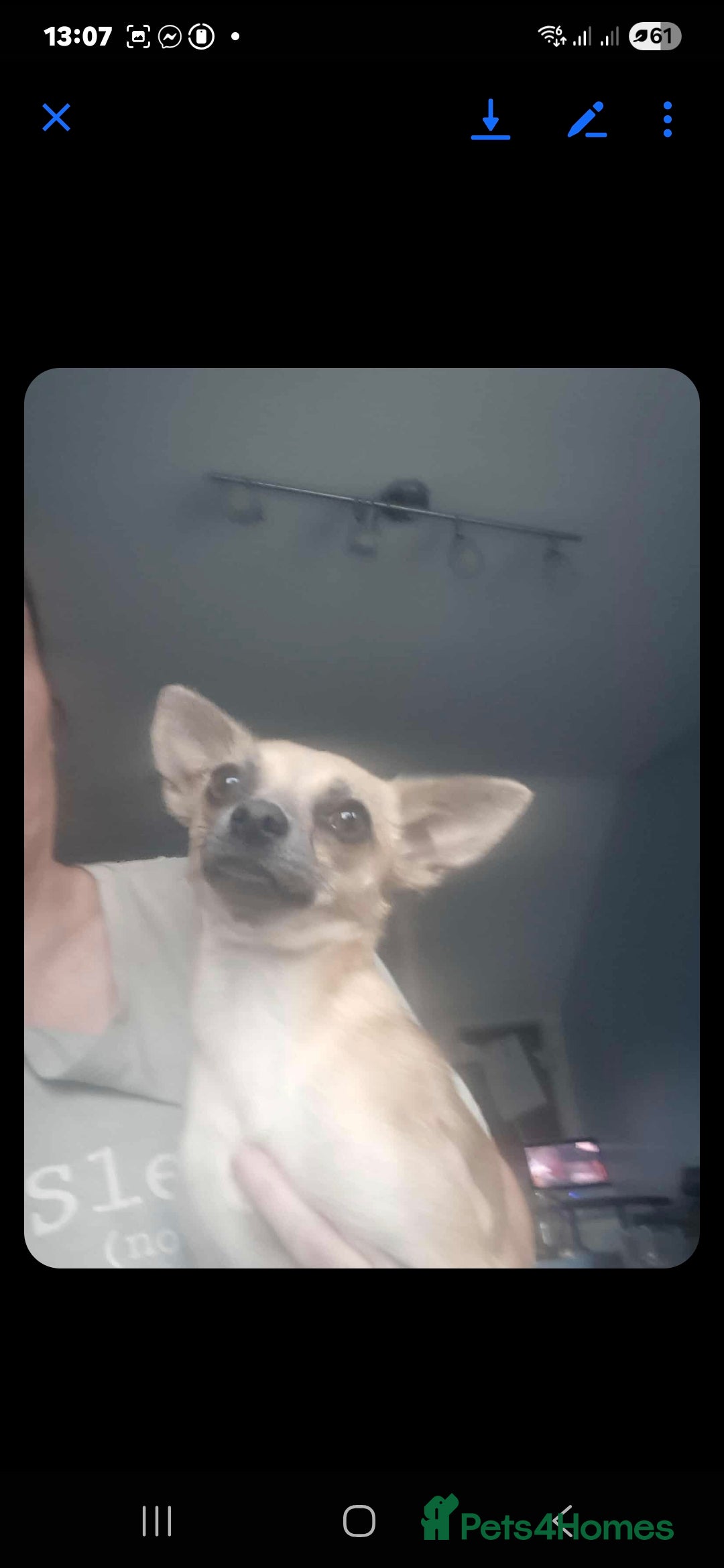 Chihuahua dogs for sale: Golden chihuahua  - Image 3