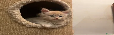 Maine Coon 1