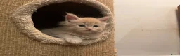 Maine Coon cats for sale: Majestic Maine Coon Kittens  - Advert 20