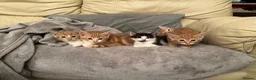 Mixed Breed cats for sale: KITTENS: 3 ginger males and one black white female in Manchester - Advert 14