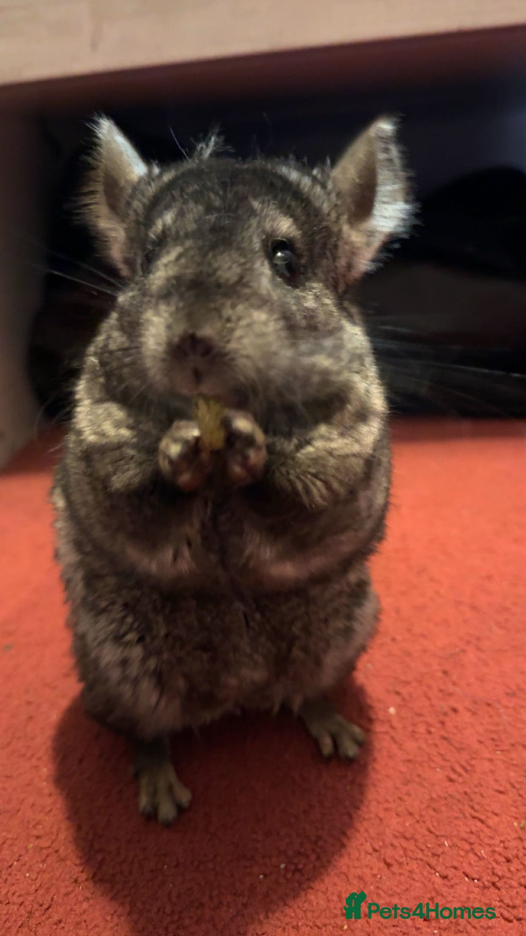 Chinchilla rabbits for sale: In North  London  - Image 2