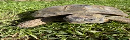 Tortoise reptiles for sale: Male Horsfields tortoise  in Ellesmere Port - Advert 1