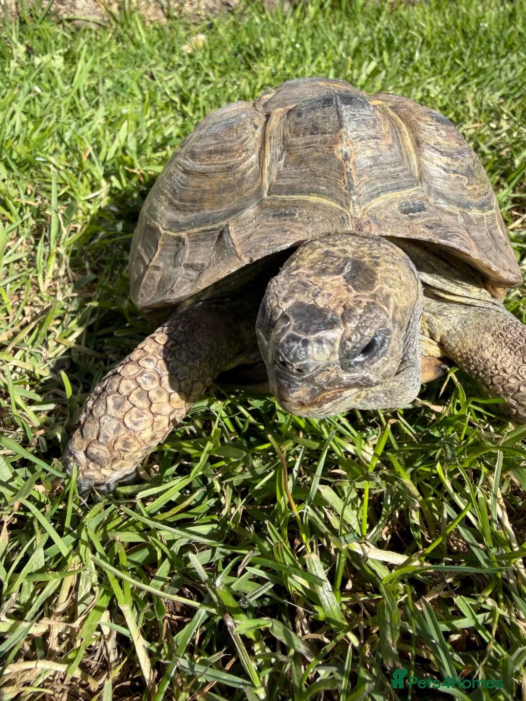 Tortoise reptiles for sale: Male Horsfields tortoise  in Ellesmere Port - Advert 1