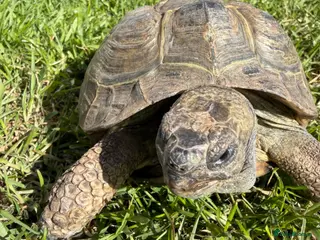 Tortoise reptiles Male Horsfields tortoise - Advert 2