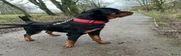 Rottweiler dogs for stud: Homebred chunky Rottweiler for stud  in Barnsley - Advert 6