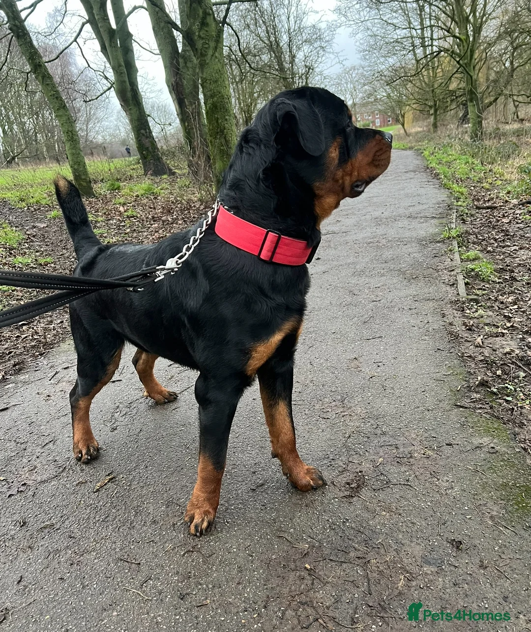 Rottweiler dogs for stud: Homebred chunky Rottweiler for stud  in Barnsley - Advert 6