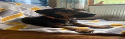 Jackshund dogs for sale: ❤️Loving Home Wanted For Our Lovely Daisy❤️ - Advert 2