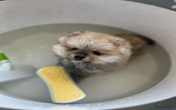 Pomeranian dogs for sale: Kc Registered Pomeranian Pups - Image 16