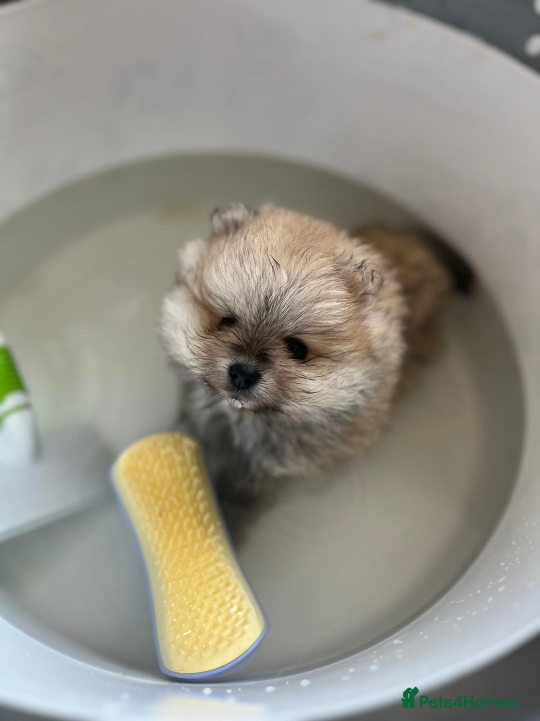 Pomeranian dogs for sale: Kc Registered Pomeranian Pups - Image 16