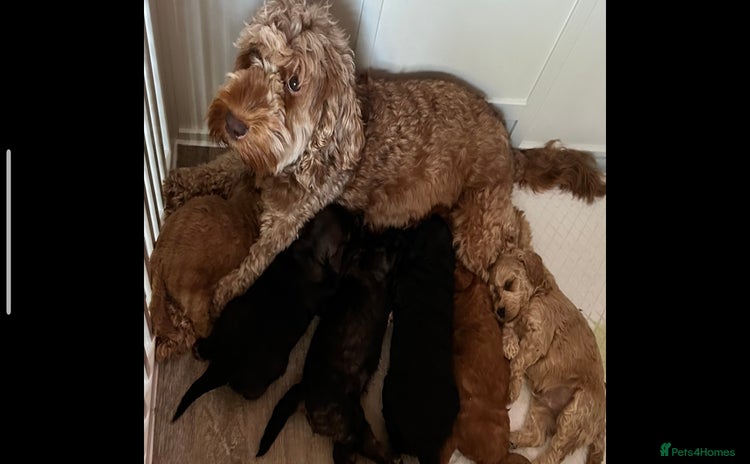 Cockapoo dogs - Advert 8