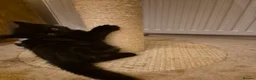 Mixed Breed cats for sale: Unique Smart Kittens for Loving Homes  in Kilwinning - Advert 16