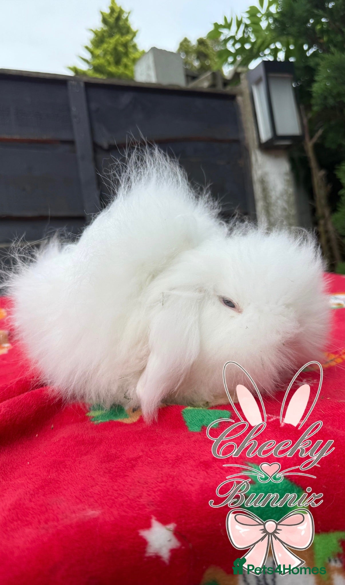 Mini Lion Lop rabbits Stunning TeddyWidder Babies  - Advert 8