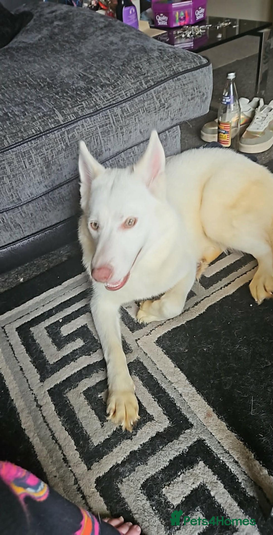 Siberian Husky dogs for sale: Snowball  - Advert 2