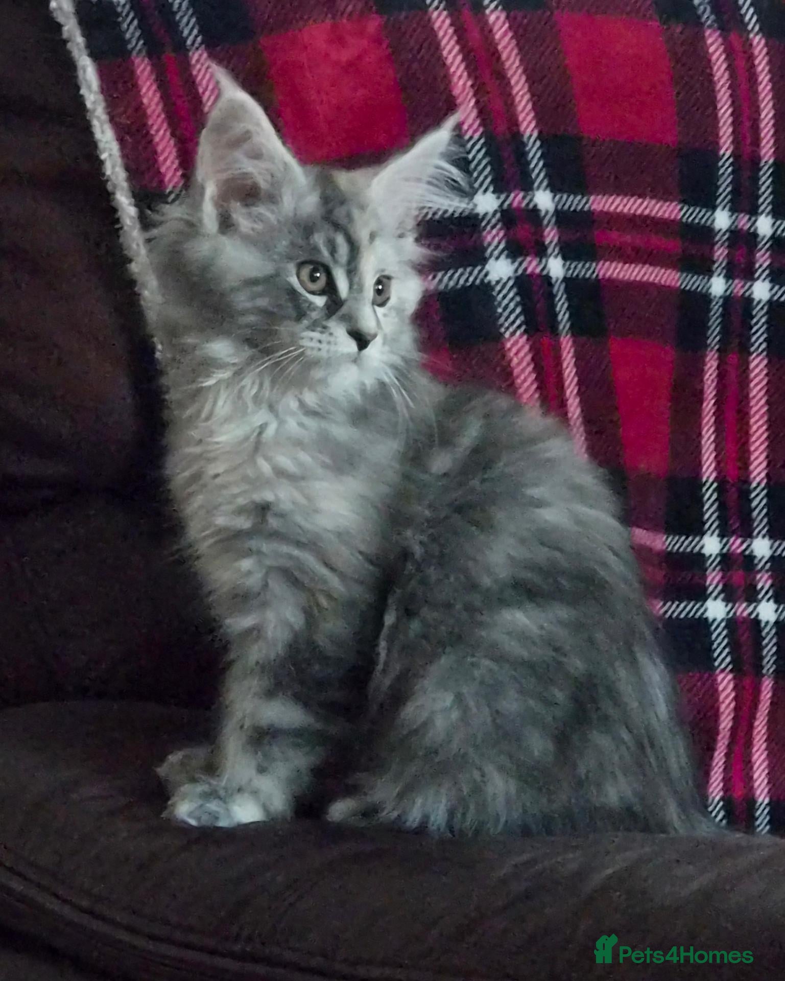 Maine Coon cats Beautiful Mainecoon kittens  - Advert 1