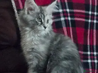 Maine Coon cats Beautiful Mainecoon kittens - Advert 1