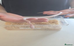 Corn Snake reptiles for sale: 4½ Month Old Snow Tessera Corn Snake for Sale - Image 5