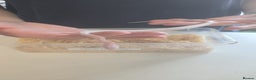 Corn Snake reptiles for sale: 4½ Month Old Snow Tessera Corn Snake for Sale - Advert 5