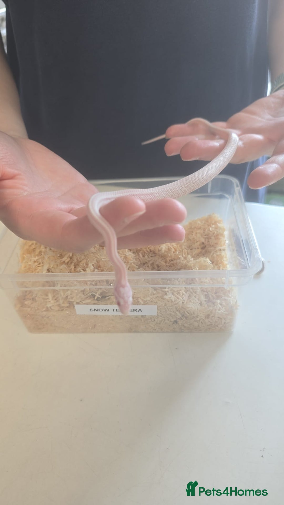 Corn Snake reptiles for sale: 4½ Month Old Snow Tessera Corn Snake for Sale - Image 5