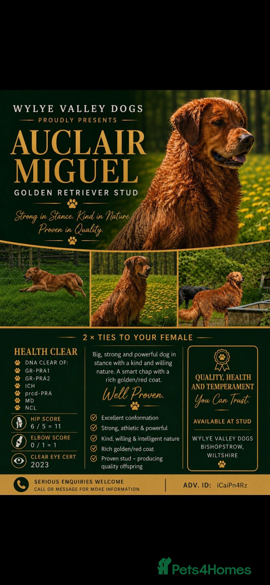 Golden Retriever dogs Golden retriever at stud - Advert 1