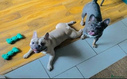 French Bulldog dogs for sale: 2 Year old French Bulldog - Image 7