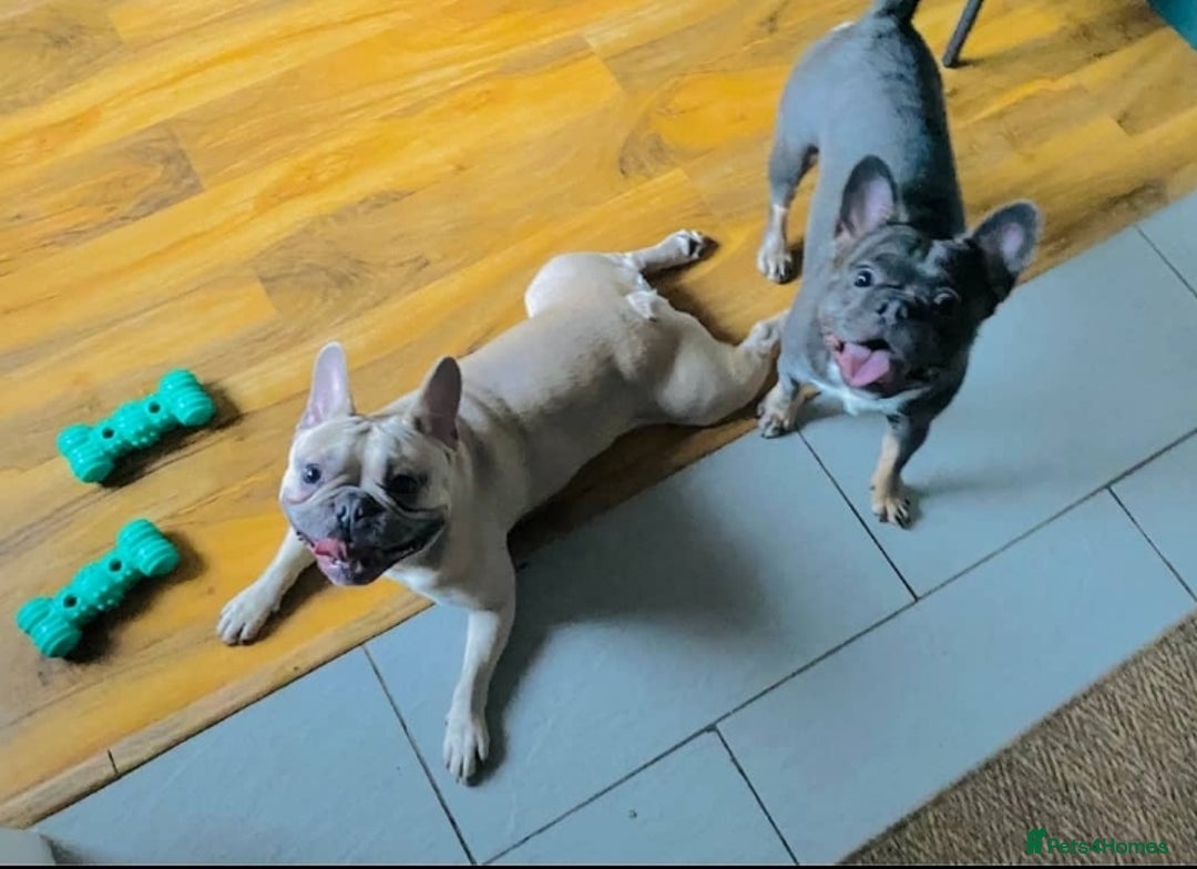 French Bulldog dogs for sale: 2 Year old French Bulldog - Image 7