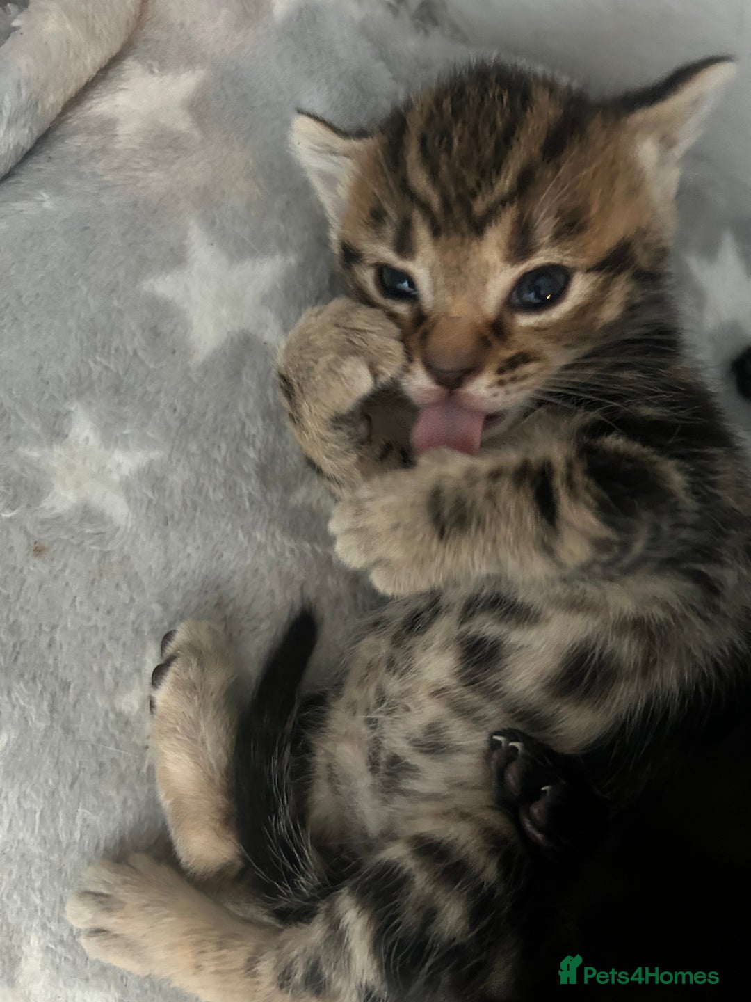Mixed Breed cats for sale: 🥰 Beautiful kittens 🥰 - Image 19