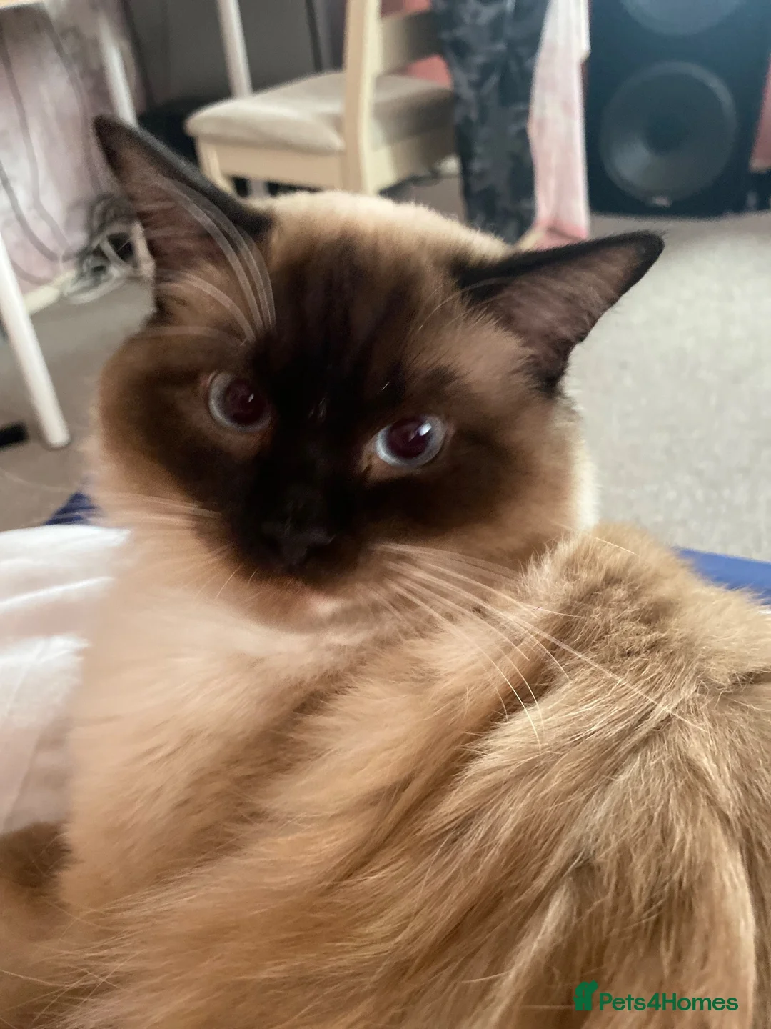 Ragdoll cats for sale: A handsome purebred Ragdoll - Advert 5