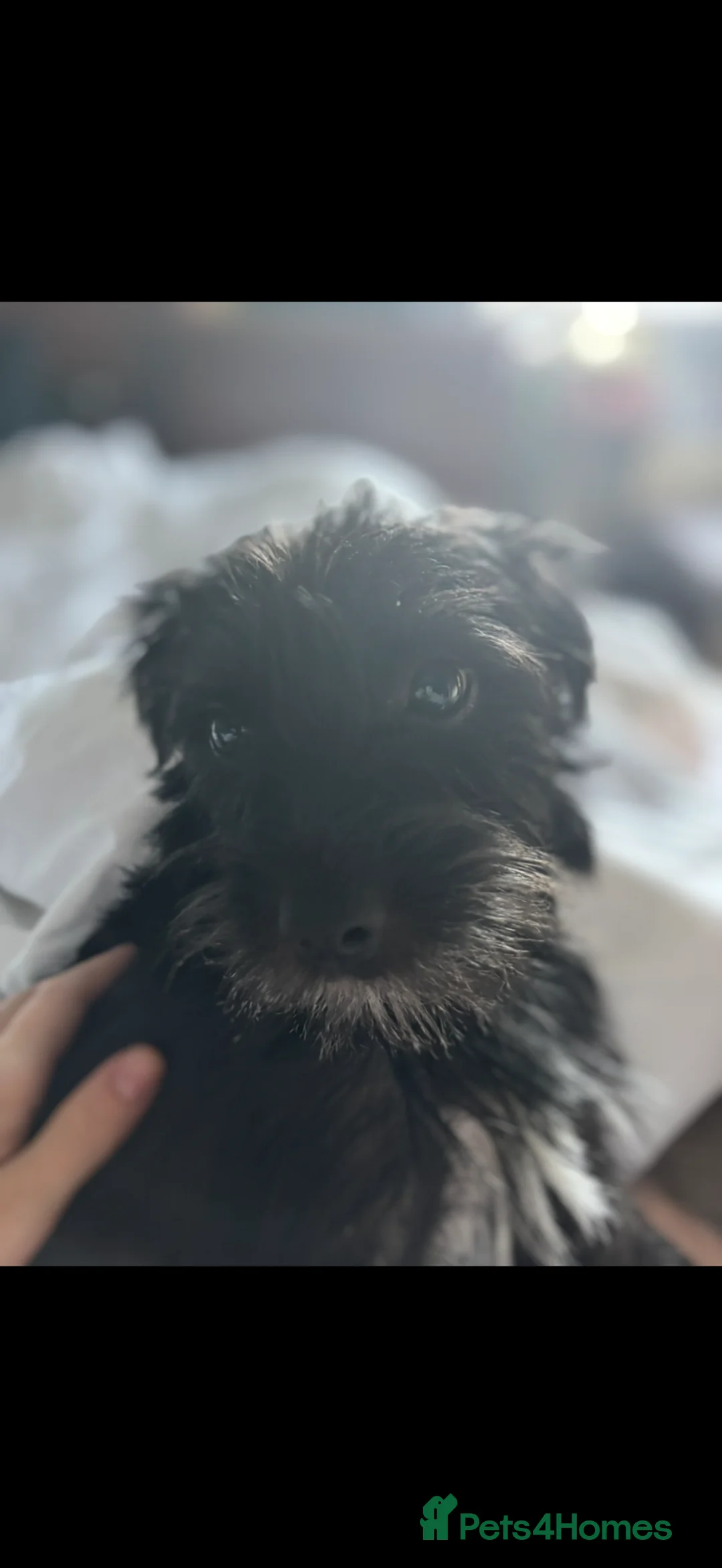 Mixed Breed dogs for sale: Border terrier x Patterdale terrier puppies  - Advert 2