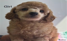 Toy Poodle dogs for sale: Stunning KC reg Champion lines  Toy poodles  🐩  - Image 5