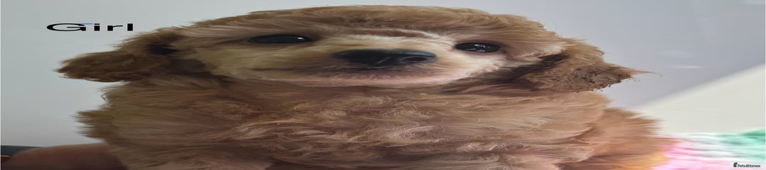 Toy Poodle Puppy 5
