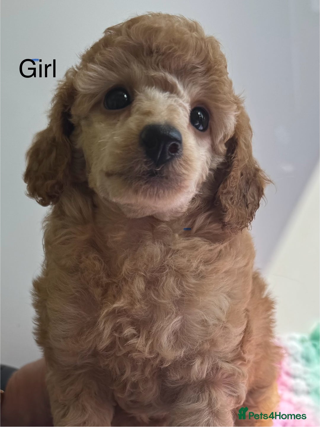 Toy Poodle dogs for sale: Stunning KC reg Champion lines  Toy poodles  🐩  - Image 5