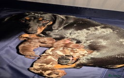 Miniature Dachshund dogs for sale: Stunning Miniture Dachshund pups for sale - Advert 5