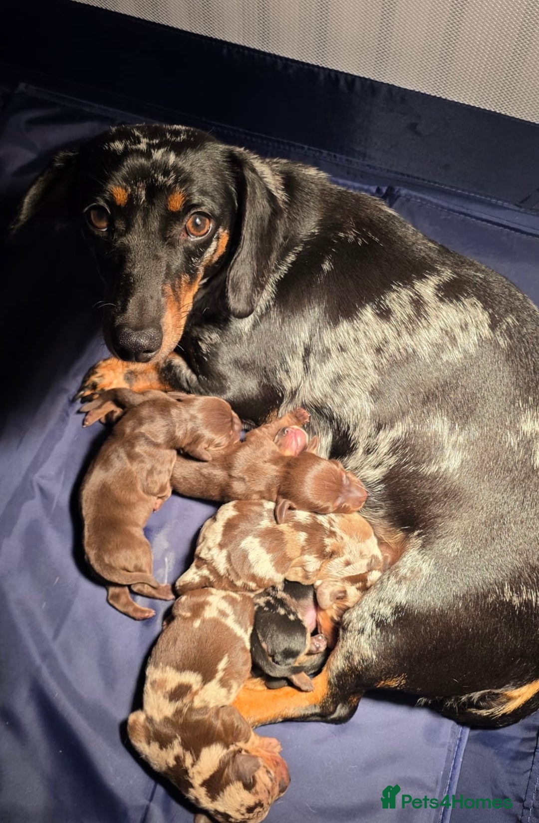 Miniature Dachshund dogs for sale: Stunning Miniture Dachshund pups for sale - Advert 5