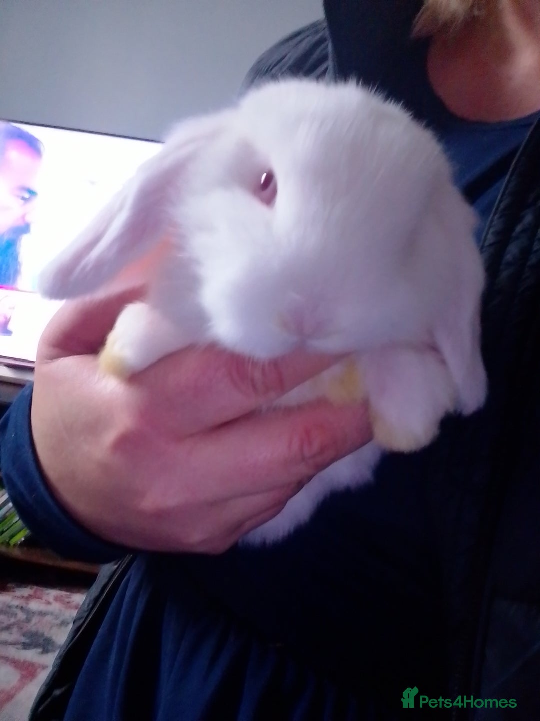 Mini Lop rabbits for sale: Beautiful Mini Lops ready on 14/12 - Advert 7