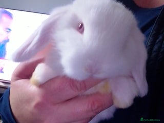 Mini Lop rabbits Beautiful Mini Lops ready on 14/12 - Advert 1