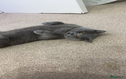 British Shorthair cats for sale: British short hair  - Image 12