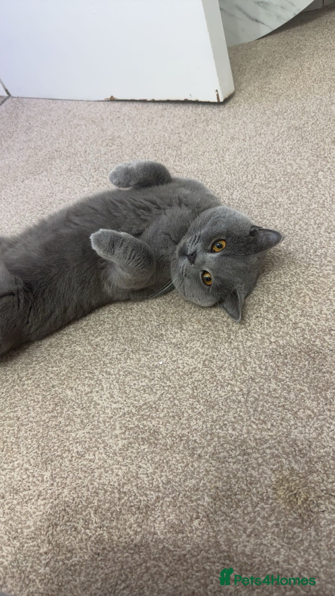 British Shorthair cats for sale: British short hair  - Image 12