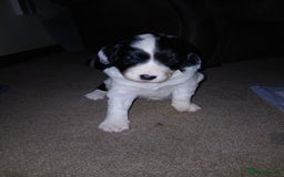 Mixed Breed dogs for sale: Springer spaniel x bearded collie female pups x2 - Image 13